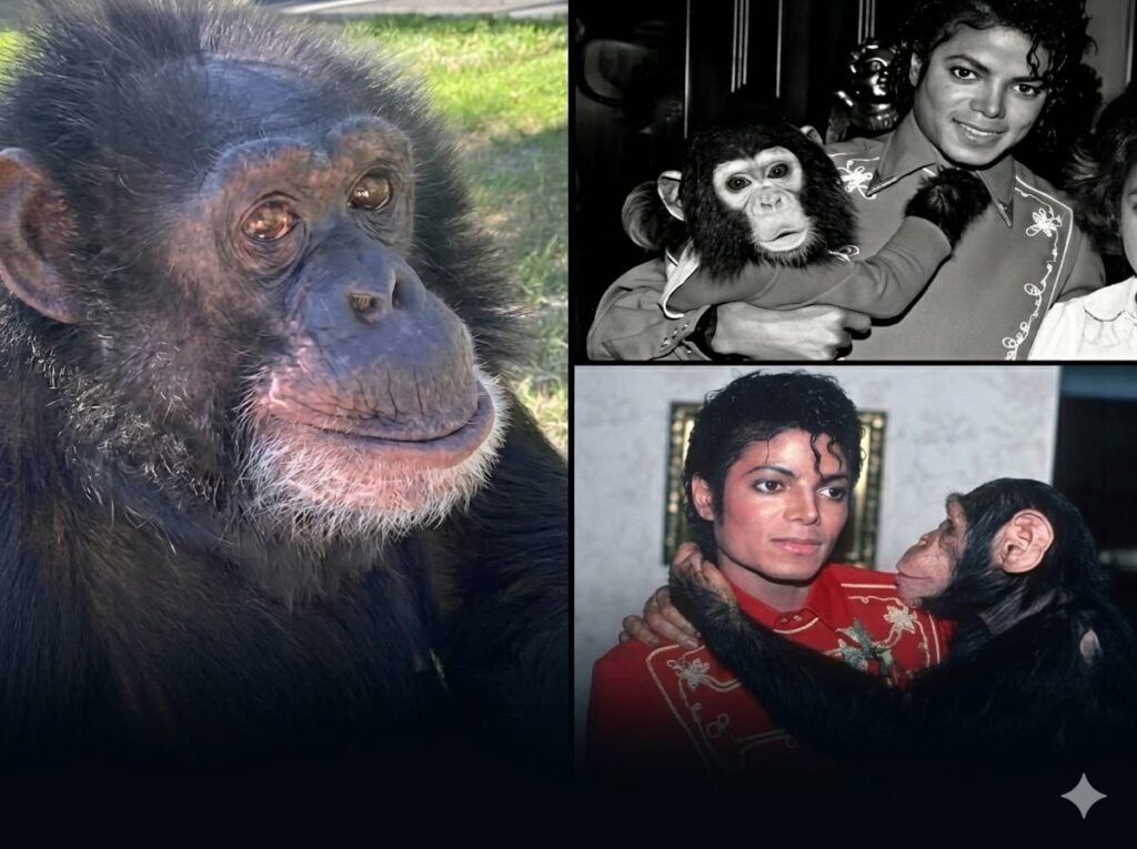 MICHAEL JACKSON’S CHIMP BUBBLES STILL LIVING AT 43 ￼