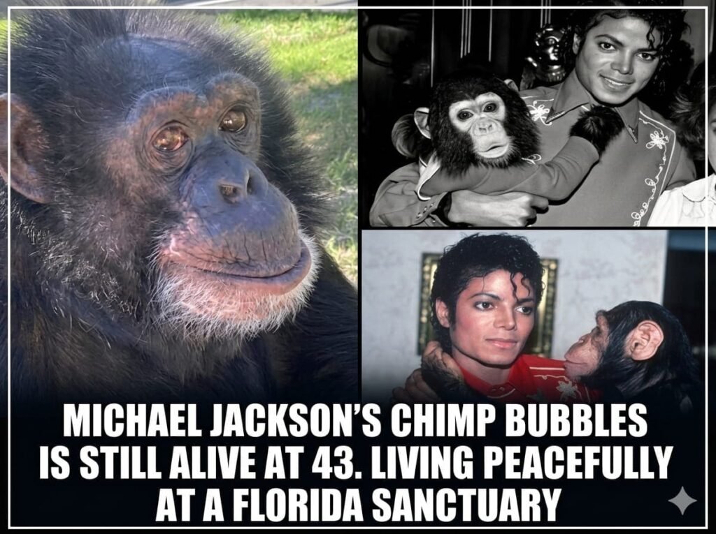 Michael jacakson’s chimp bubbles is still alive at 43. Living peacefully at a florida sanctuary