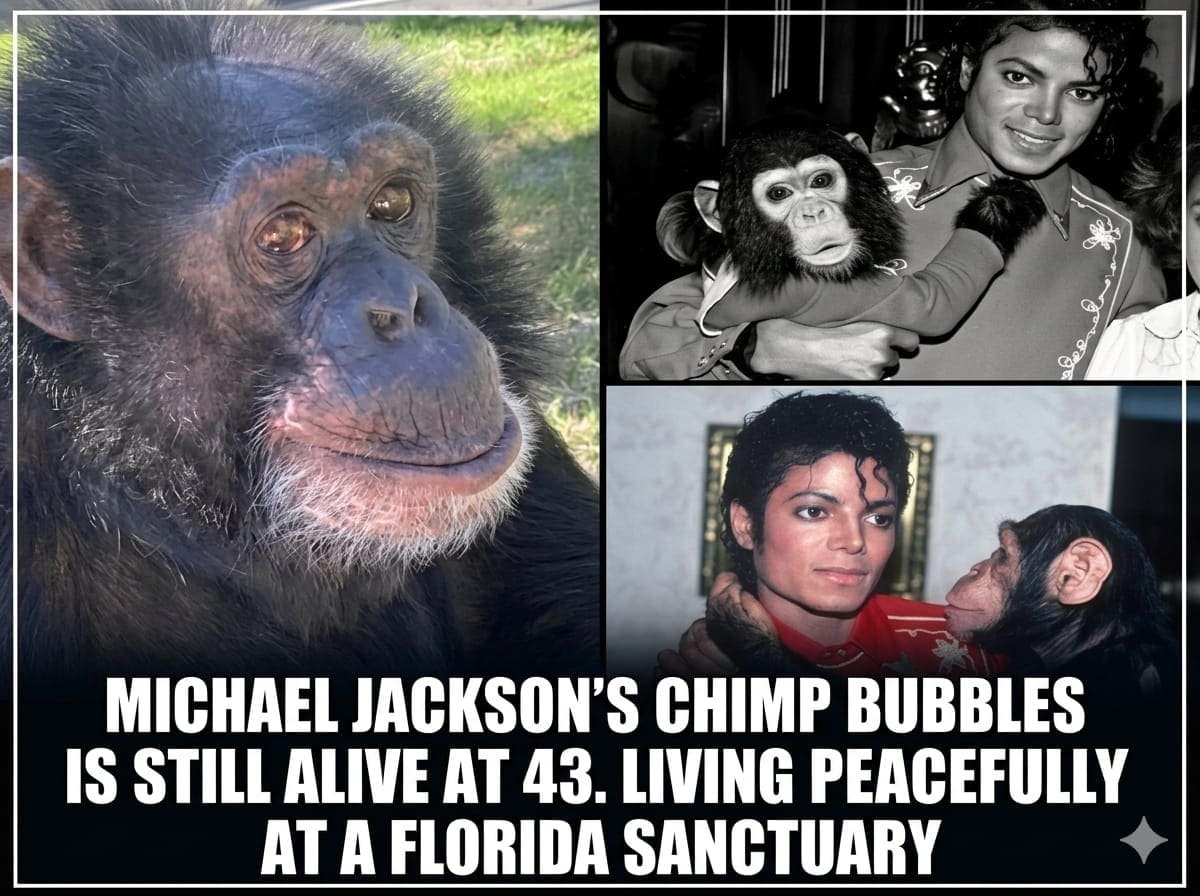 Michael jacakson's chimp bubbles is still alive at 43. Living peacefully at a florida sanctuary
