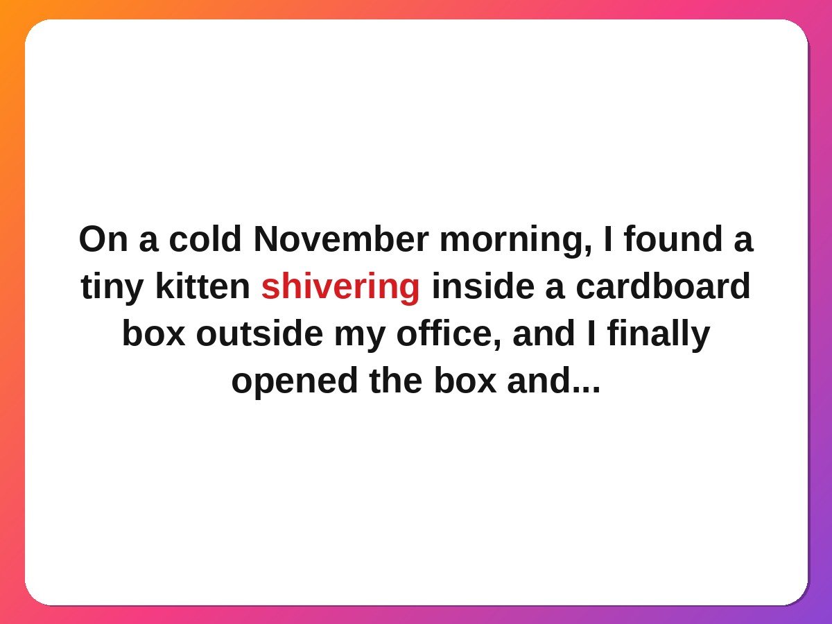 The kitten in the cardboard box pet rescue story
